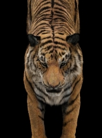 tiger2