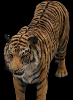 tiger3